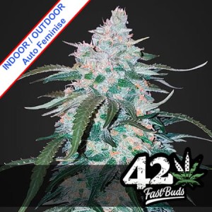 Pineapple Express Auto Feminise