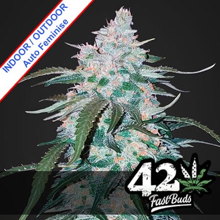 Pineapple Express Auto Feminise