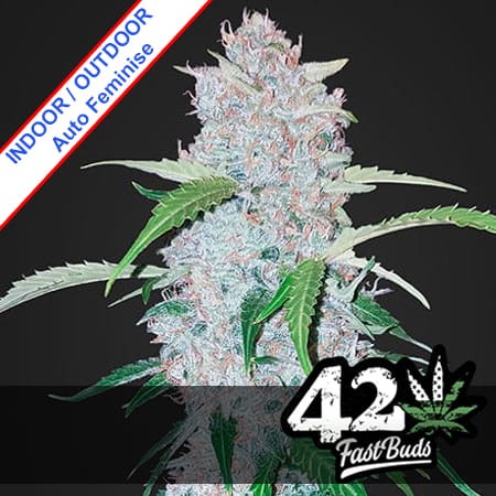 Six Shooter Auto Feminise