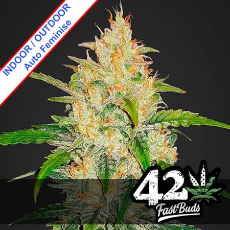 Zkittlez Auto Feminise