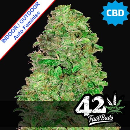 CBD 20:1 Auto Feminise