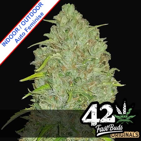 Original Auto Jack Herer Feminise