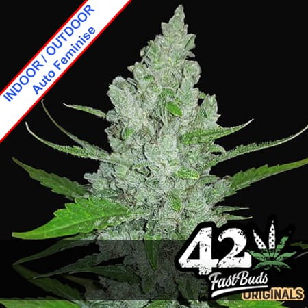 Original Auto Sour Diesel Feminise