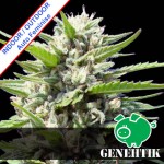 Northern Lights Auto Feminise