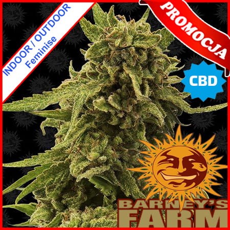 CBD Critical Cure Feminise