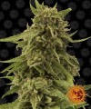 CBD Critical Cure Feminise