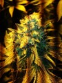 Jack Herer Feminise 