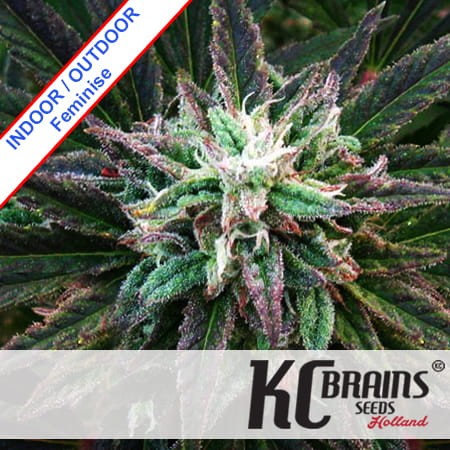 Brains Damage Feminise