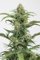 Dinamed CBD Auto Feminise -45%