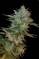 Auto Haze Gom Feminise
