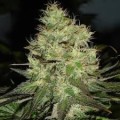 Jack Herer Feminise