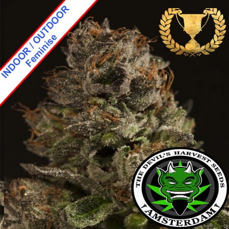 Strawberry Sour Diesel Feminise
