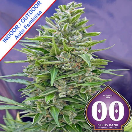 Automatic Mix Feminise