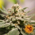 CBD Critical Cure Feminise