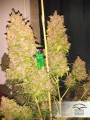Auto Blackberry Kush Feminise
