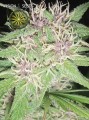 Jack Herer Feminise 
