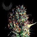 Jamaican Haze Auto Feminise