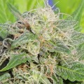 Super Auto Lemon Haze Feminise