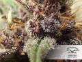 Auto Blackberry Kush Feminise