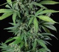 Haze 2.0 Auto Feminise