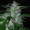 Super Cali Haze Auto Feminise