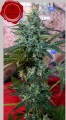 Sativa Des Rois Feminise