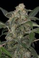 Haze 2.0 Auto Feminise
