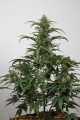 Dinamed CBD Auto Feminise -45%