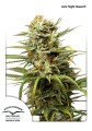 Auto White Widow Feminise