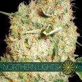 Northern Lights Feminise 