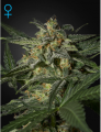 White Widow Auto Feminise