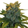 CBD Sensi Star Feminise