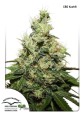 CBD Kush Feminise