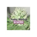 Auto Melon Gum Feminise