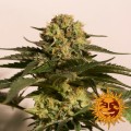 CBD Critical Cure Feminise