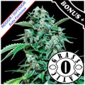 Auto Maxi Haze Feminise