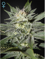 King's Kush CBD Feminise