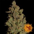 CBD Critical Cure Feminise