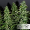 Auto White Widow Feminise