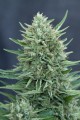 CBD Med Gom 1.0 Auto Feminise