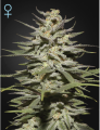 Super Lemon Haze CBD Feminise