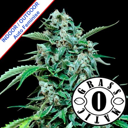 Auto Maxi Haze Feminise