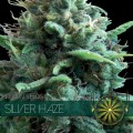 Silver Haze Feminise 
