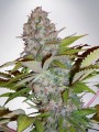 Auto Cheese NL Feminise