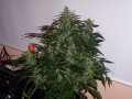 Buddha Deimos Auto Feminise