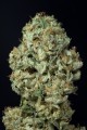 Dinamed CBD Auto Feminise -45%