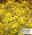 Auto White Widow Feminise