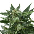 Royal Kush Auto Feminise