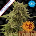 CBD Critical Cure Feminise