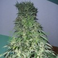 Super Stinky Auto Feminise